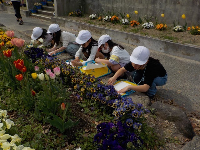 ３年生：花の観察（理科）