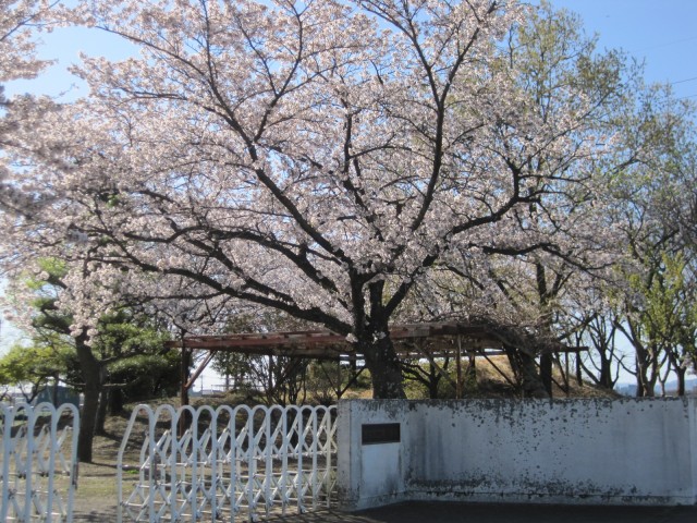 桜2