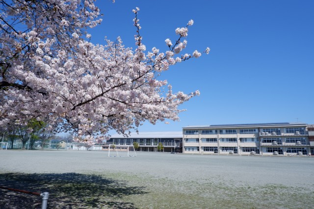 桜２.JPG